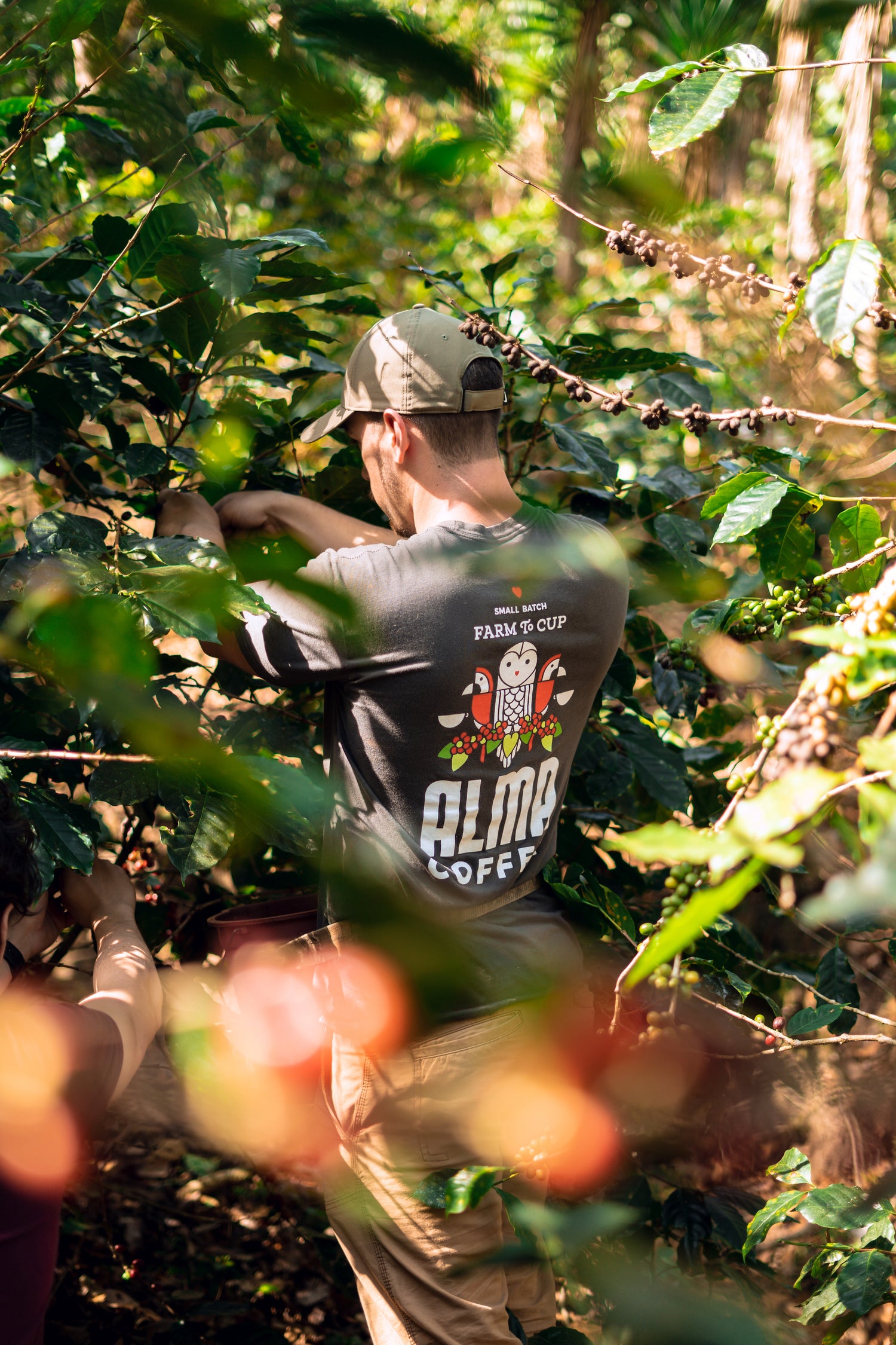 Alma coffee extraction farms